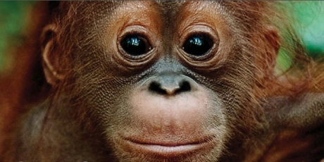 bébé orang-outan