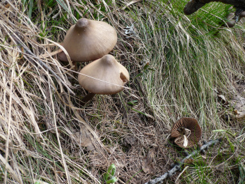 Premiers mousserons du printemps