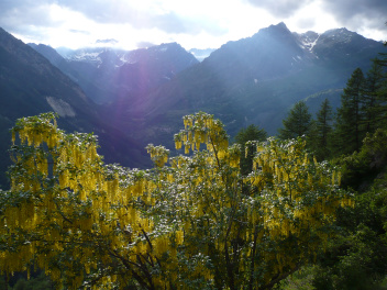 Arbre en fleurs val Chiaramasco