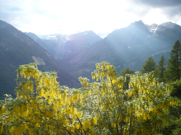 Arbre en fleurs val Chiaramasco 2