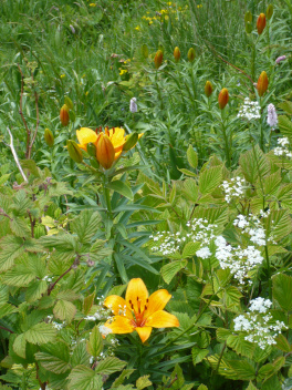 Lys Martagon