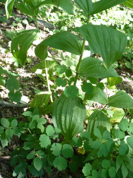Veratrum Album 2