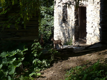 Maison des chamois à Grange Corna #5