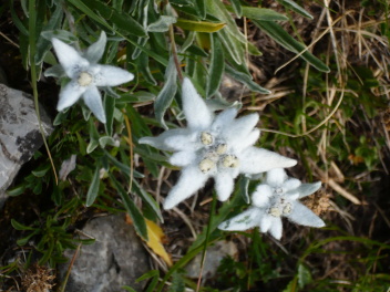 Edelweiss