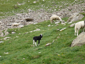 Agneau noir et blanc #2