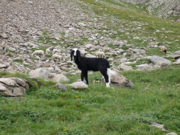 Agneau noir et blanc #4