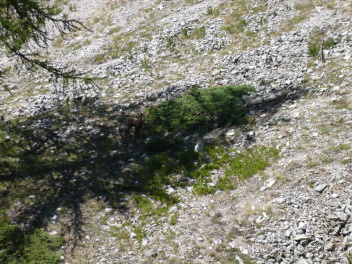 Chamois dans l’ombre