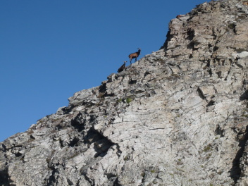 Bouquetins sur Monte Albragge