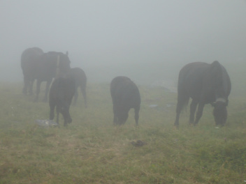 Chevaux dans la brume 3