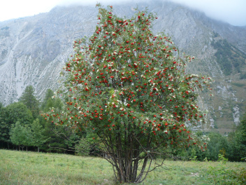 Oiseleurs avec Bougnagna
