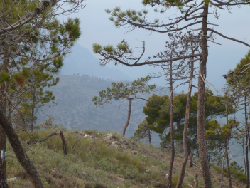 Forêt de pins au Monte Pozzo, trace sentier vert/blanc