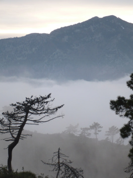 Grammont et pins à contrejour au Monte Pozzo, avec brume