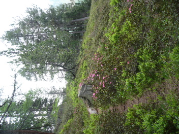 Rhododendrons en montant vers Soleglio Bue