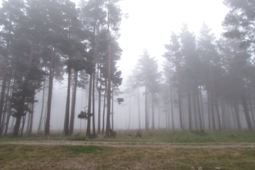 Forêt Matte digue sous la brume