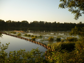 Joncs sur le lac de la base de loisirs Orthez-Biron