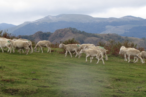 Moutons passant devant le coin CHAPELLE_ST_SAUVEUR