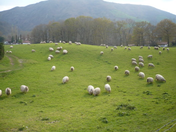 Moutons à Itxassou