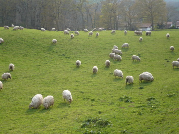 Moutons à Itxassou #2