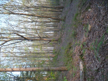 Forêt du col St-Ignace au début du printemps