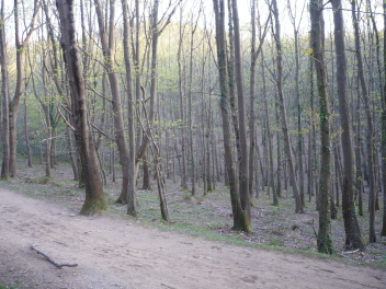 Forêt du col St-Ignace au début du printemps, piste du circuit des cochons