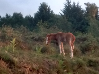 Poulain pottock