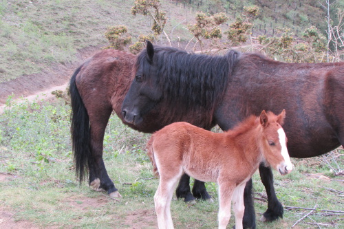 Famille Pottock