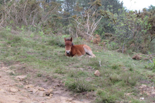 Poulain pottock