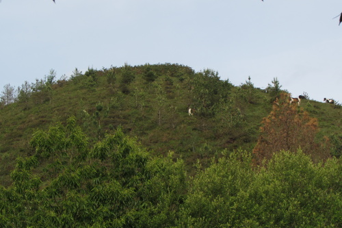 Pottocks sur le chemin du Zuhalmendi
