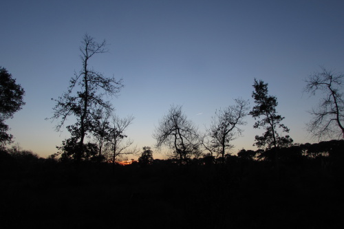 Arbres à contre-jour, environs Cap-Breton