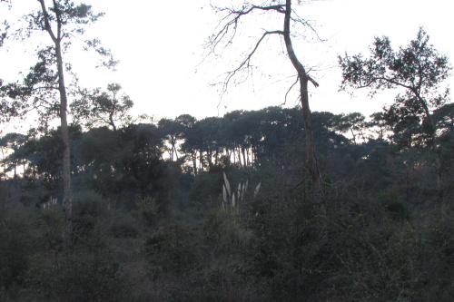 Forêt côtière aux environs de Cap-Breton
