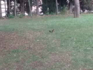 Écureuil au parc de Villelongue de Salanque n°3