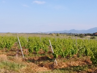 Vignes en Roussillon début mai n°2