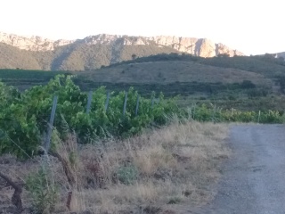 Vignes et falaises environs de St-Paul de Fenouillet direction Cubières