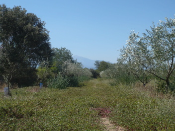 Oliveraie, pas de sécheresse début septembre 2023 à Laroque-des-Albères