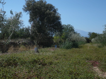 Oliveraie, pas de sécheresse début septembre 2023 à Laroque-des-Albères #2